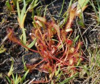 Great Sundew Drosera anglica